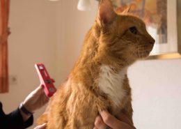 Kater Charlie
