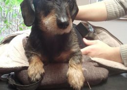 lola1