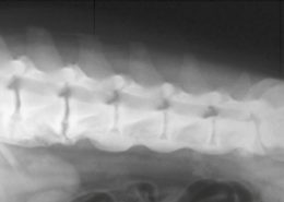 roentgen_froni