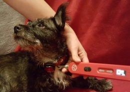 hund3